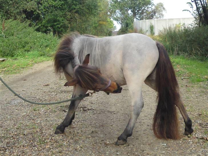 Dansk Miniature Touch Me Angela - Alle de hår klør :o okt 2009 billede 17