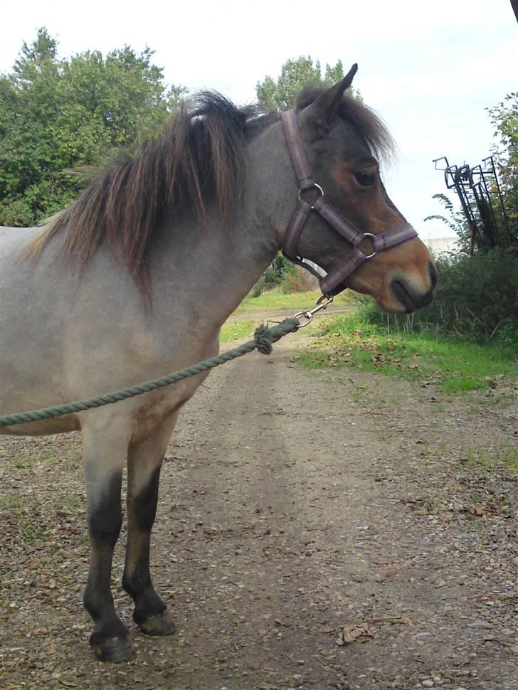 Dansk Miniature Touch Me Angela - Pretty face :P okt 2009 billede 18