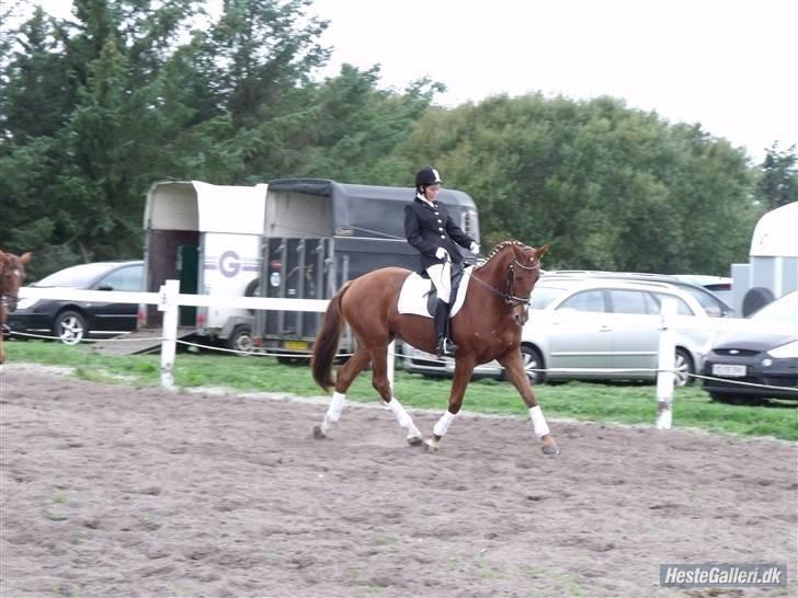 Dansk Varmblod Massimo - første stævne i Vror billede 2