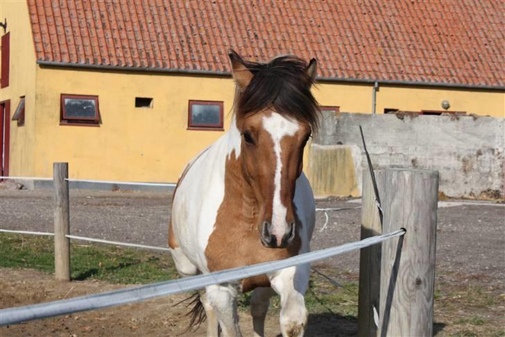 Anden særlig race Tristan (Passer) billede 5