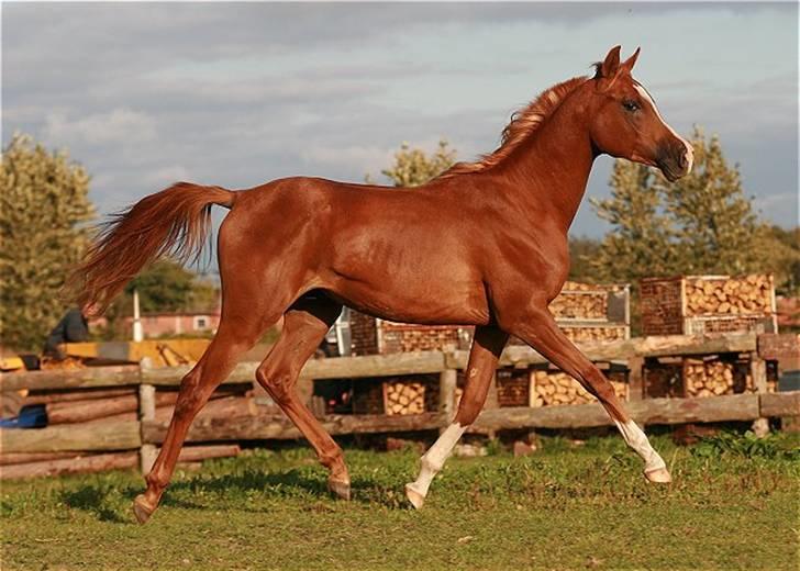 Arabisk fuldblod (OX) Amicelli OS * SOLGT * billede 7