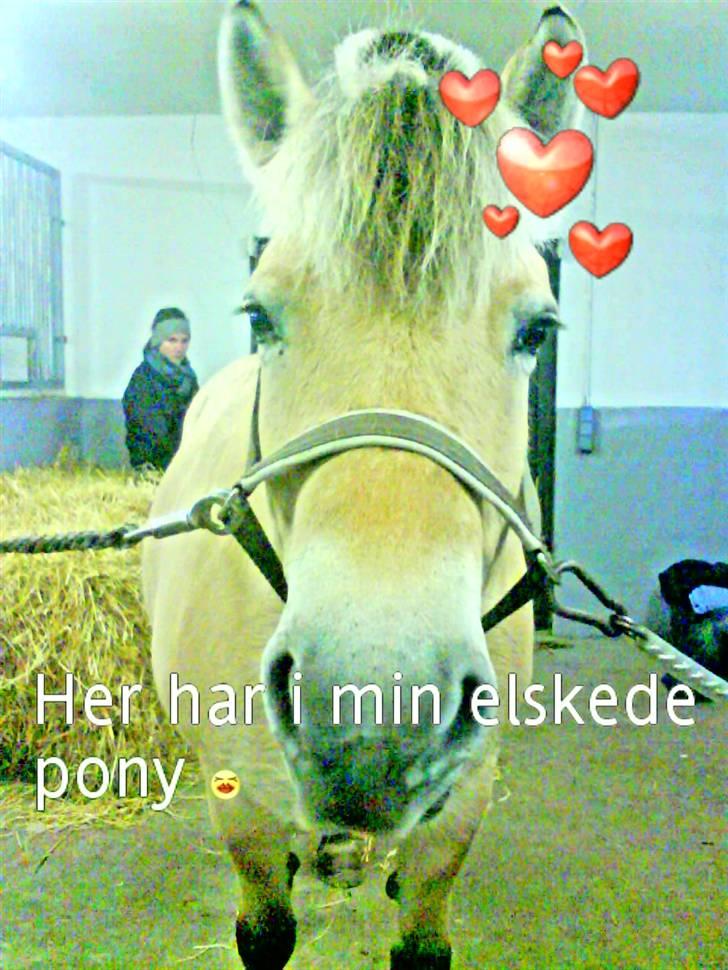 Fjordhest Candis  - CANDIS MIN EVER <33 billede 13