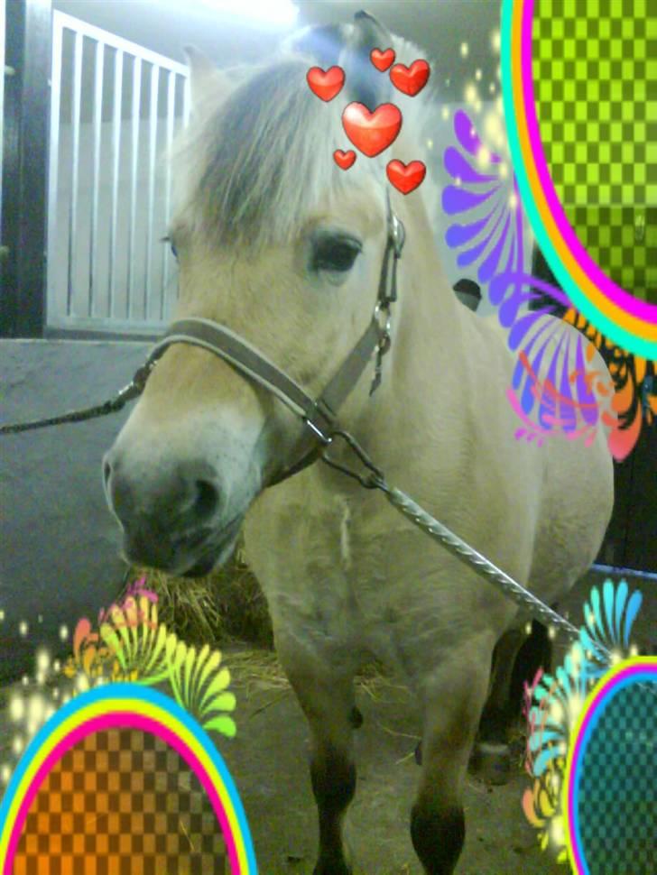 Fjordhest Candis  - et kys her fra billede 14