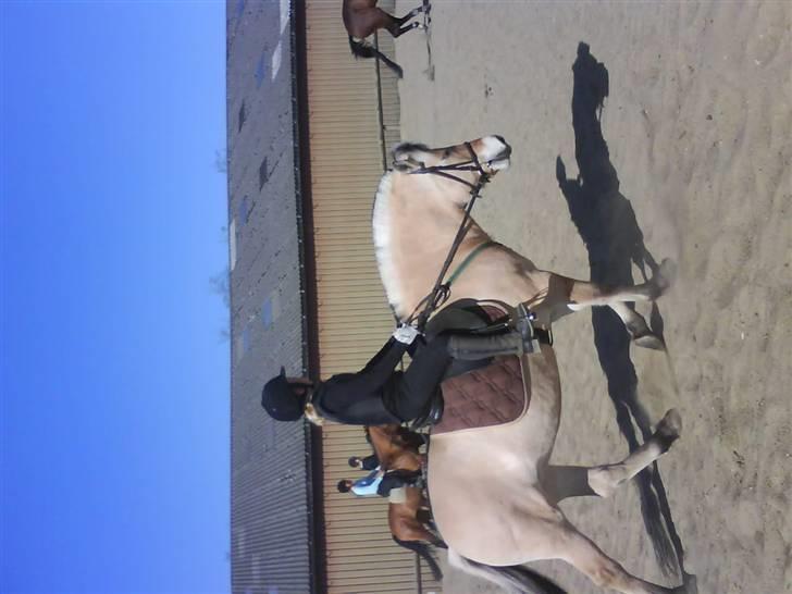 Fjordhest Candis  - vi rider :) <33 billede 16