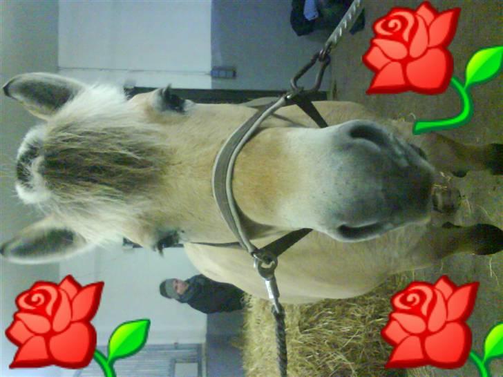 Fjordhest Candis  - min elskede candis <33 billede 17