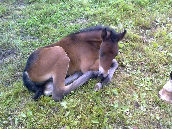 Anden særlig race Naomi *R.I.P min smukke skat* - Putte sove. det er hårdt at komme til verden. billede 6