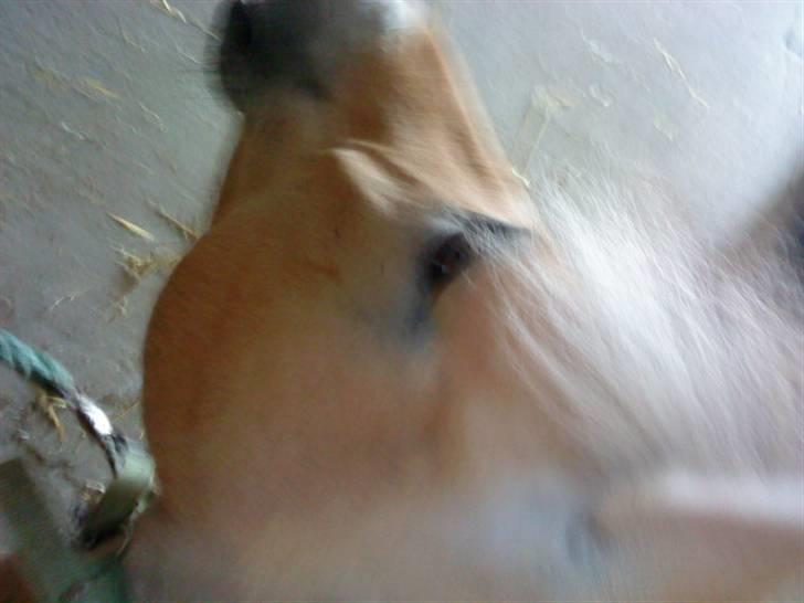 Fjordhest Candis  - hun er bare lækker <33 billede 18