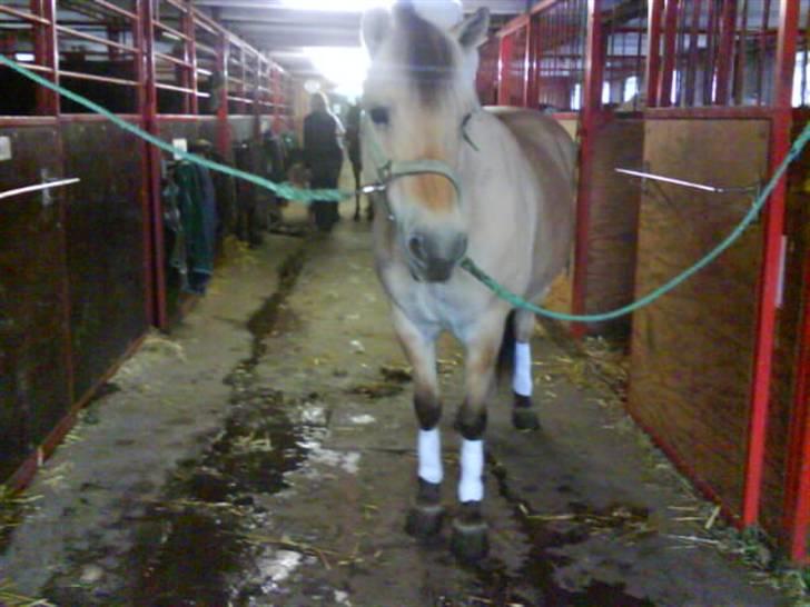 Fjordhest Candis  - hun er så fin med hvide bandacer billede 19