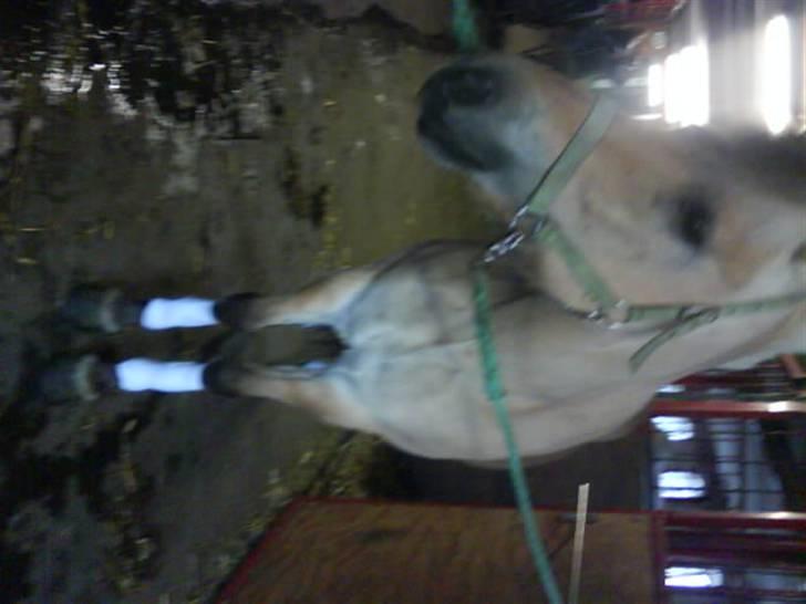 Fjordhest Candis  - lækre candis <33 billede 20