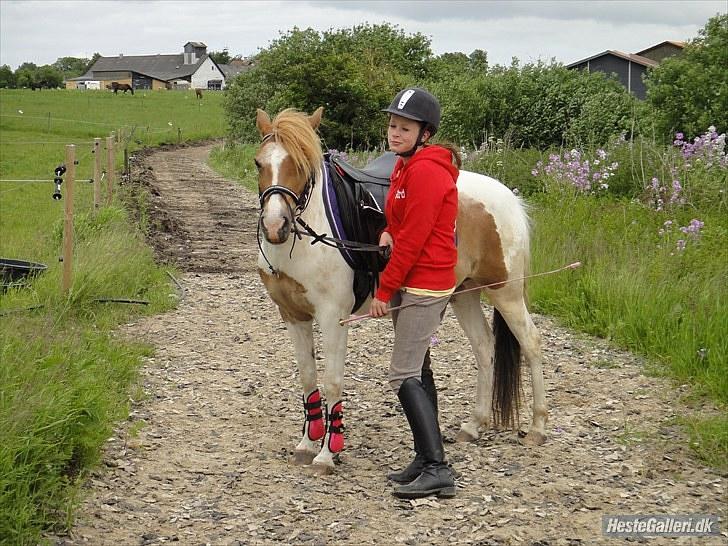 Welsh Mountain (sec A) Sasia(Pølle) SOLGT - gå tur :) billede 8