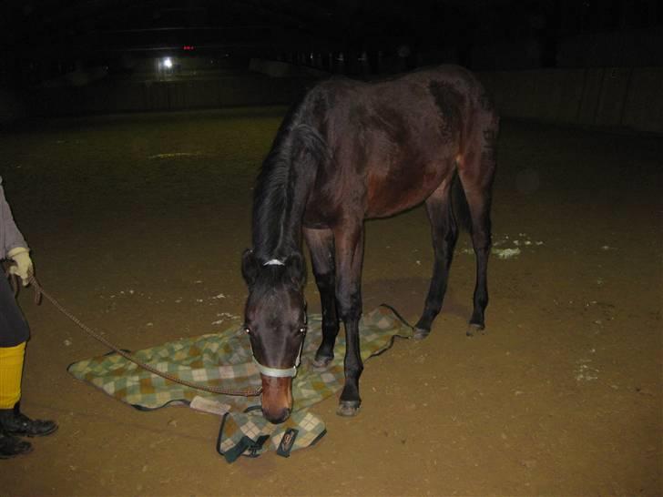 Dansk Varmblod Solheims Victor *SOLGT* - Billede 3: Victors første gang i ridehus d. 4/2-10. Her er han igang med at smage på dæknet billede 3