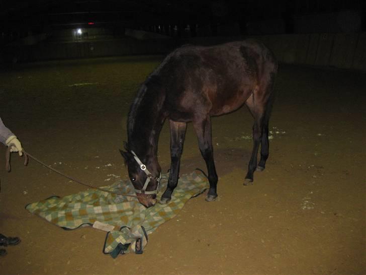 Dansk Varmblod Solheims Victor *SOLGT* - Billede 4: Victors første gang i ridehus d. 4/2-10. Her er han igang med at træde op på dæknet billede 4
