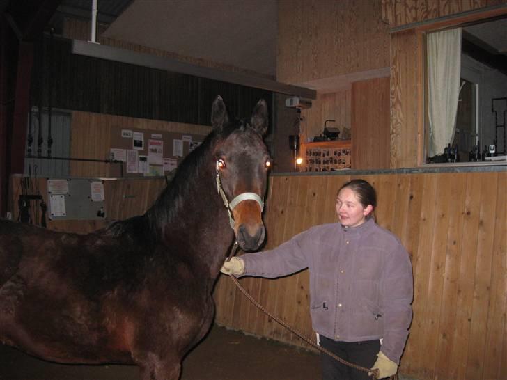 Dansk Varmblod Solheims Victor *SOLGT* - Billede 5: Victors første gang i ridehus d. 4/2-10 billede 5