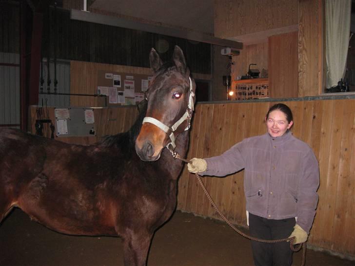 Dansk Varmblod Solheims Victor *SOLGT* - Billede 6: Victors første gang i ridehus d. 4/2-10 billede 6