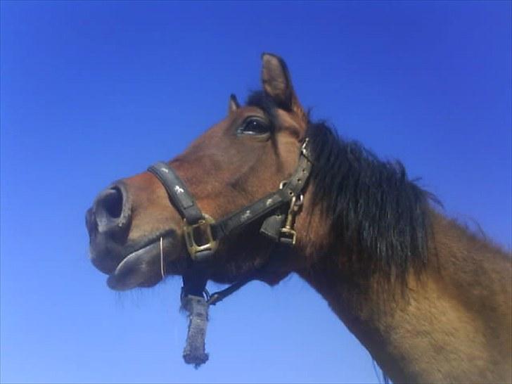 Anglo Araber (AA) Medina - Foto: Mig billede 15