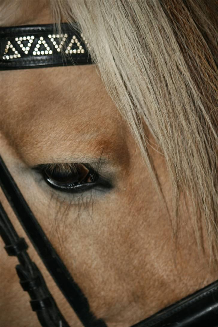 Fjordhest Athos billede 9