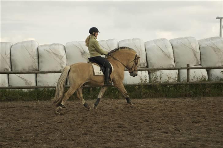 Fjordhest Athos billede 10