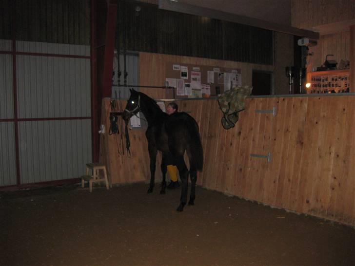 Dansk Varmblod Solheims Victor *SOLGT* - Billede 7: Victors første gang i ridehus d. 4/2-10 billede 7