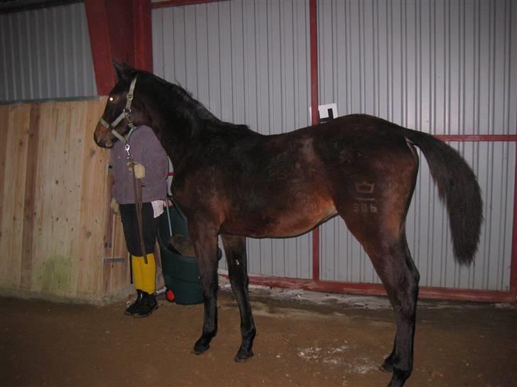 Dansk Varmblod Solheims Victor *SOLGT* - Billede 8: Victors første gang i ridehus d. 4/2-10 billede 8