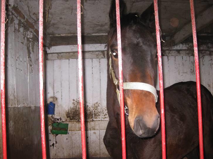 Dansk Varmblod Solheims Victor *SOLGT* - Billede 10: Victor i sin boks d. 4/2-10 billede 10