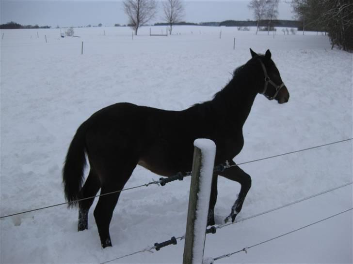 Dansk Varmblod Solheims Victor *SOLGT* - Billede 11: Victor på fold d. 4/2-10 billede 11