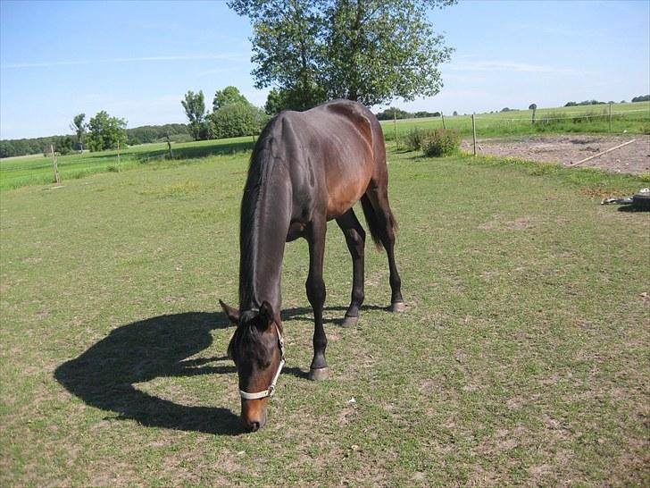 Dansk Varmblod Solheims Victor *SOLGT* - Billede 12: På fold d. 28/6-11 billede 12