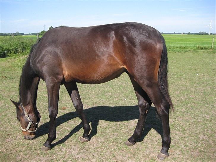 Dansk Varmblod Solheims Victor *SOLGT* - Billede 13: På fold d. 28/6-11 billede 13