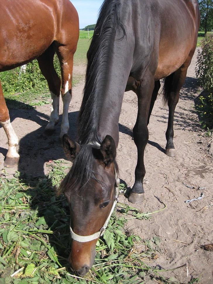 Dansk Varmblod Solheims Victor *SOLGT* - Billede 14: På fold sammen med Gilbert d. 28/6-11 billede 14