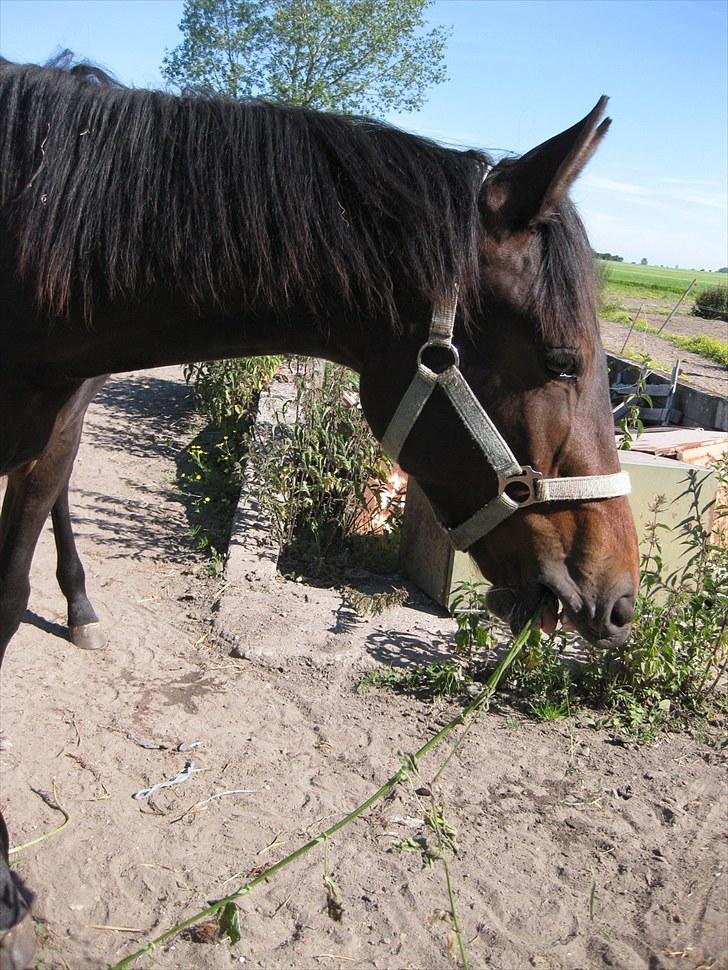 Dansk Varmblod Solheims Victor *SOLGT* - Billede 15: På fold d. 28/6-11 billede 15