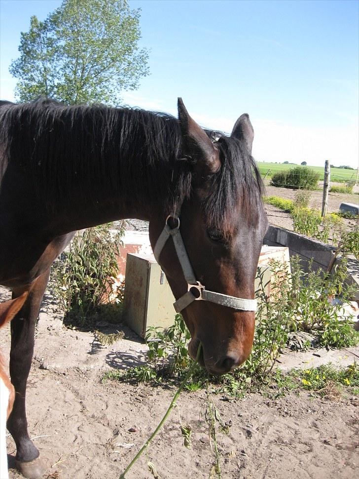 Dansk Varmblod Solheims Victor *SOLGT* - Billede 16: På fold d. 28/6-11 billede 16