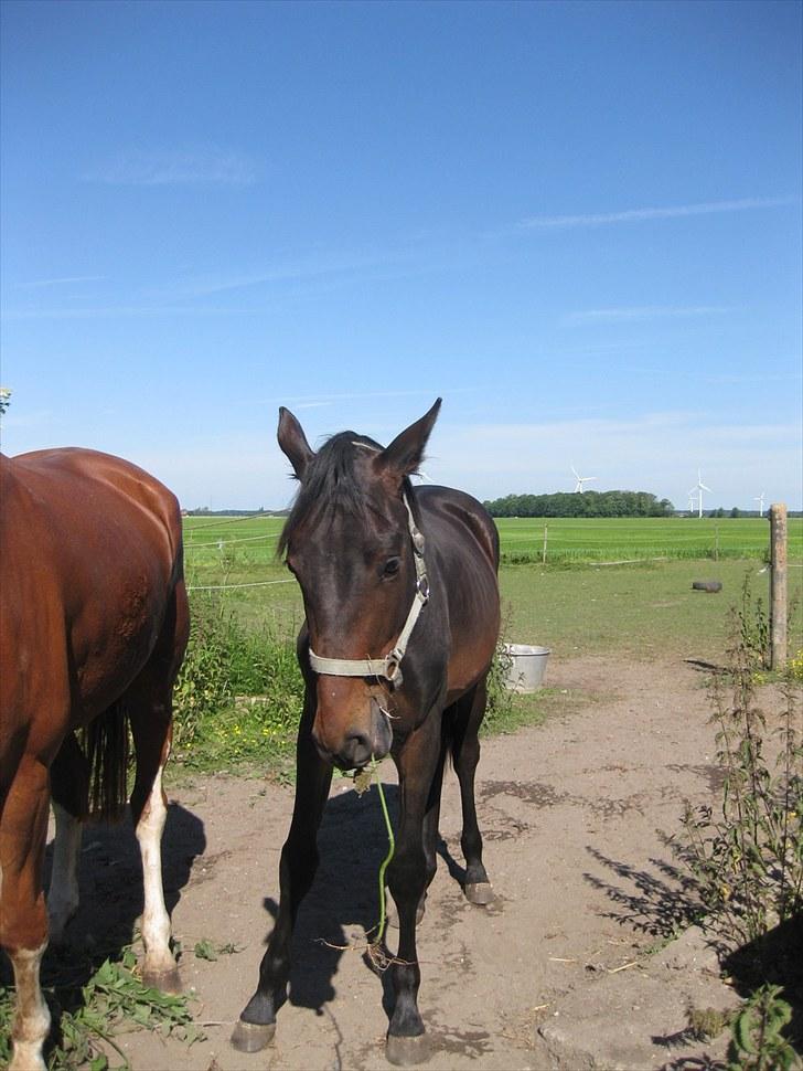 Dansk Varmblod Solheims Victor *SOLGT* - Billede 17: På fold sammen med Gilbert d. 28/6-11 billede 17