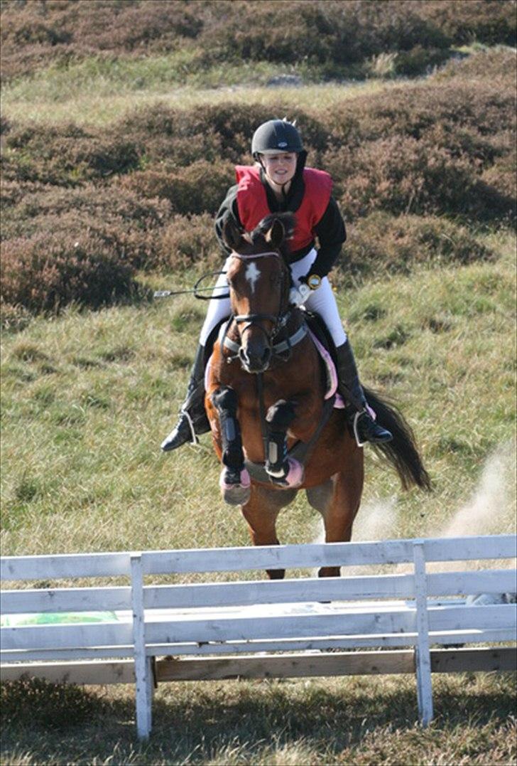 New Forest Thrustfull - Anne og malle ude i tærrenet 2010  90 Cm ;) billede 6