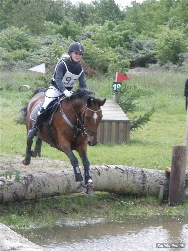 New Forest Thrustfull - Anne og Thrusty billede 7