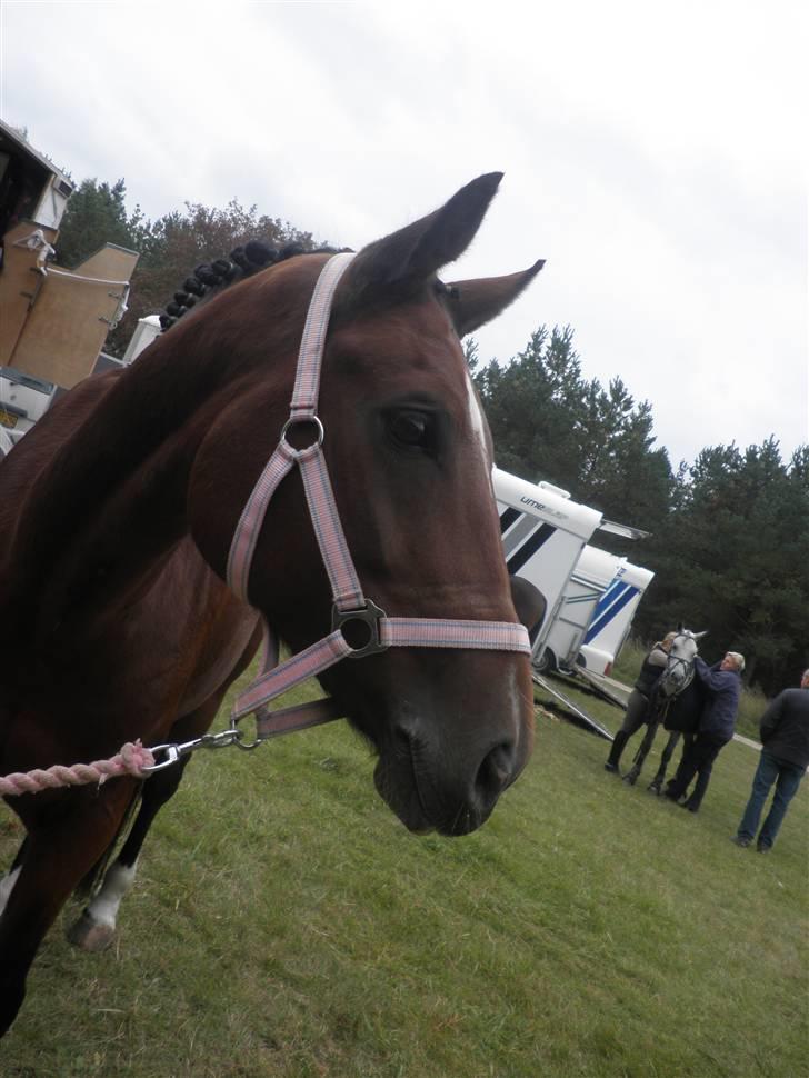 New Forest Thrustfull - trusty på stævnepladsen billede 8