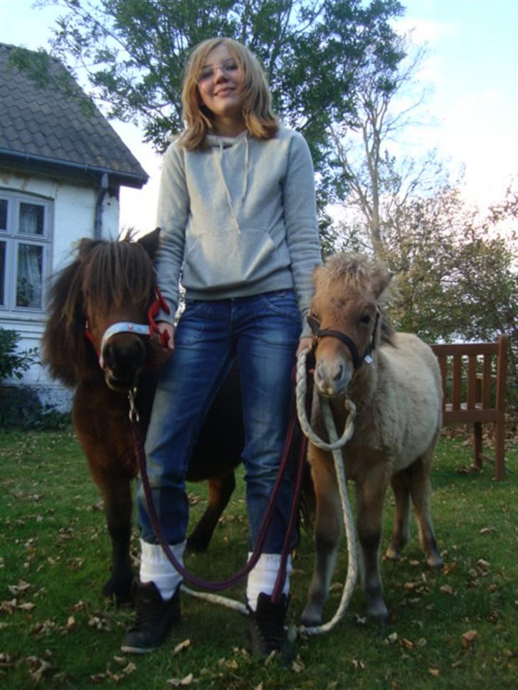 Miniature Mini Bandit - Hele familen d: Beauty, mig og Mini :D. billede 3