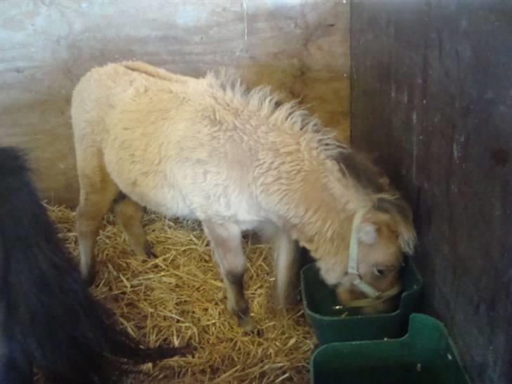 Miniature Mini Bandit - Første gang i den nye boks ! :D  billede 4