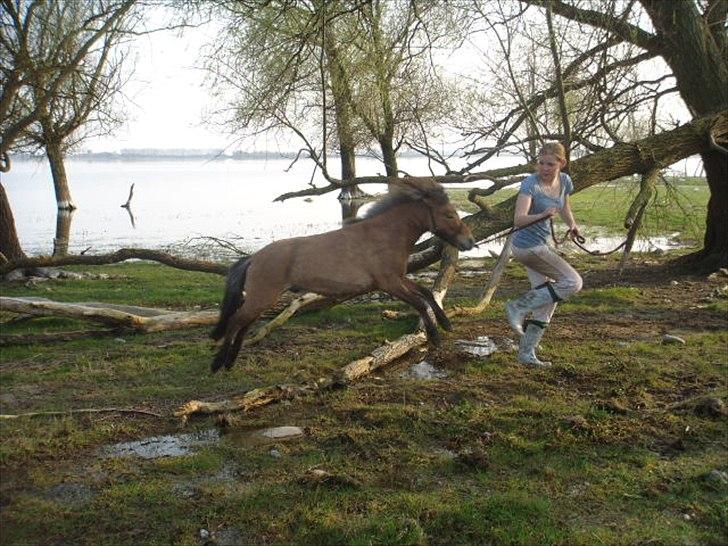 Miniature Mini Bandit - Jump, jump, jump!!  billede 5