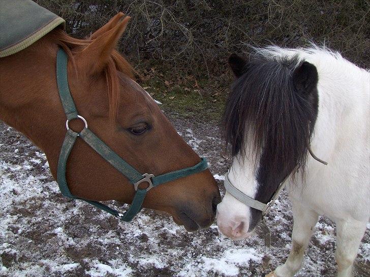 Hollandsk Sportspony Marien - Malle og daisy :) billede 14