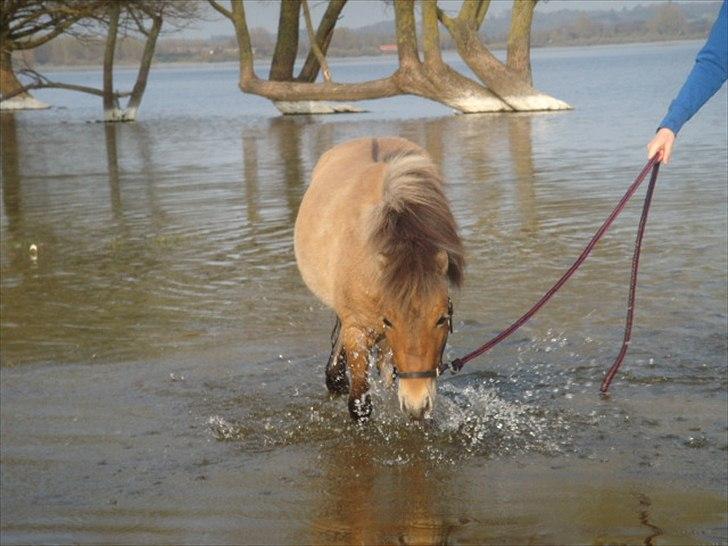 Miniature Mini Bandit - I Tissø for første gang! :D  billede 7