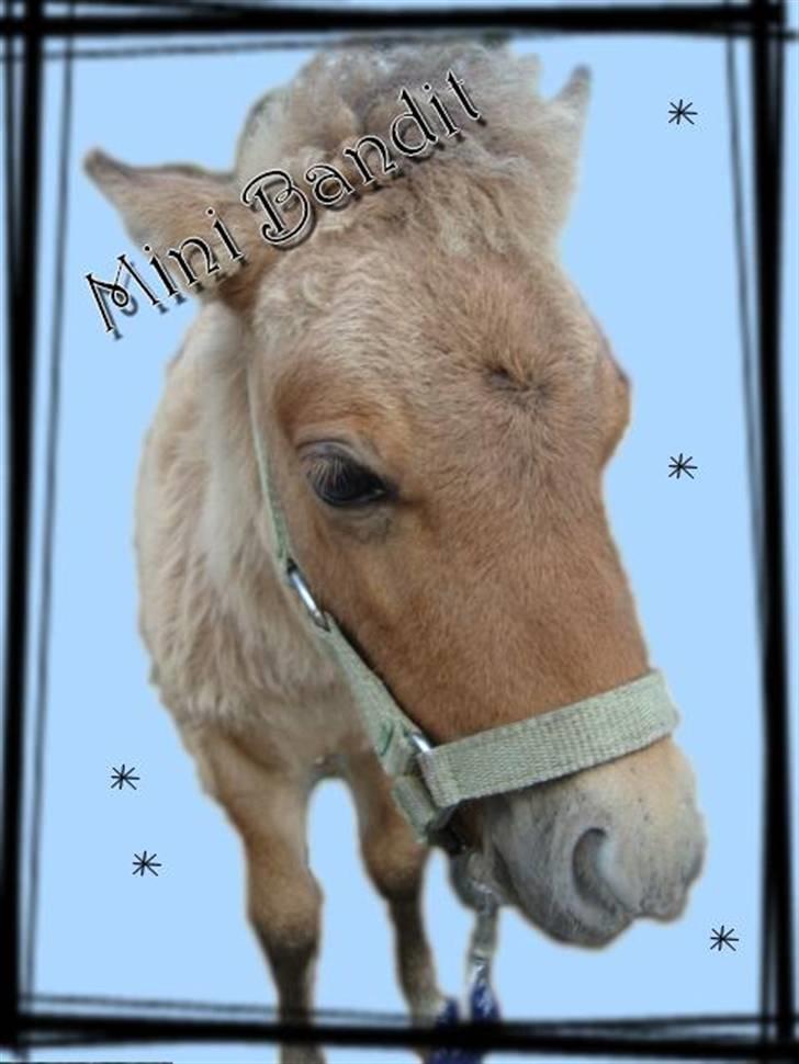 Miniature Mini Bandit - Billede jeg selv har lavet xD. billede 10