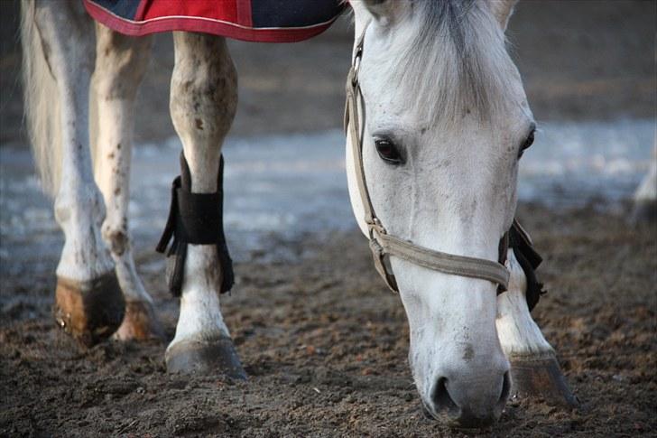 Belgisk Sportspony Decision (Solgt) - "Der må da være noget mad et sted?" Foto: Kusine billede 3