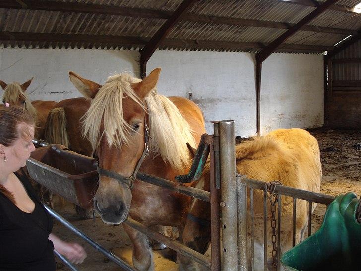 Jyde Kira Af Aggersgård RIP - Kira er en dejlig hest hun har et godt hoved dog skal hun prøve mig af engang imellem billede 2