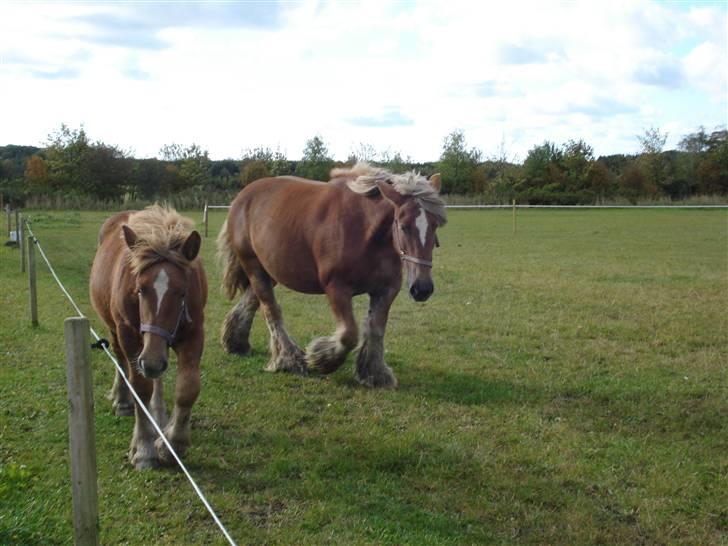 Jyde Kira Af Aggersgård RIP - vi kommer når du kalder... billede 3