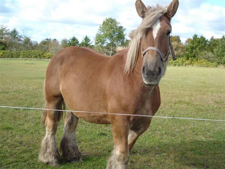 Jyde Kira Af Aggersgård RIP - har du mad med billede 4
