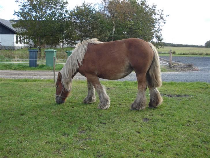 Jyde Kira Af Aggersgård RIP - laver ikke andet end at spise  billede 5