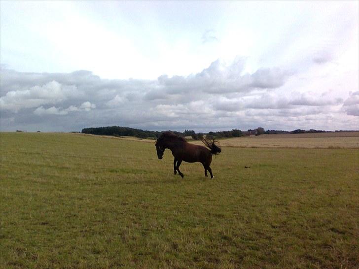 Anden særlig race Lotte!<3 - Vild ponyen!<3 (foto: mig) billede 7