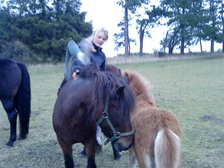 Islænder Brella - Brella og lille Saga..Saga bed mig i foden hele tiden :P billede 7