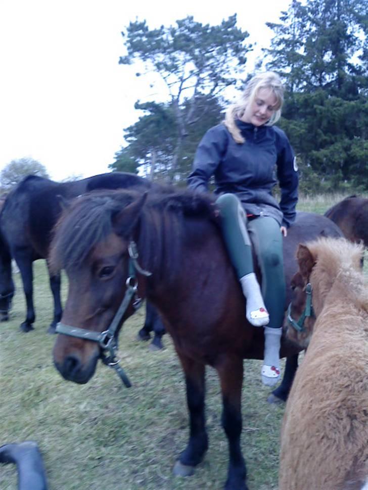 Islænder Brella billede 8