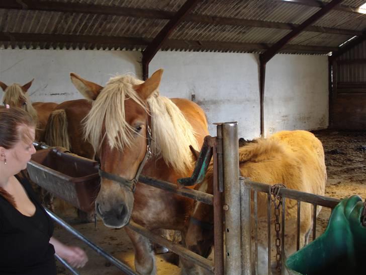 Jyde Kira Af Aggersgård RIP - sidste kig inden Kira og Camilla kom hjem. billede 6