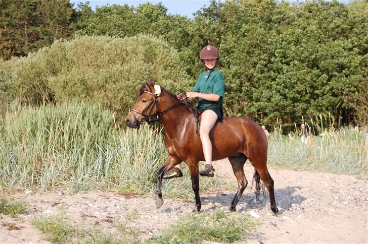Anden særlig race Sir Arthur - På stranden 7. juli 09 billede 5